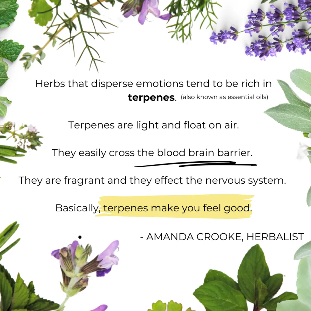 Herbs that disperse emotions tend to be rich in terpenes. Terpenes are light and float on air. They easily cross the blood brain barrier. They are fragrant and they effect the nervous system. Basically, terpenes make you feel good -Amanda Crooke, Herbalist