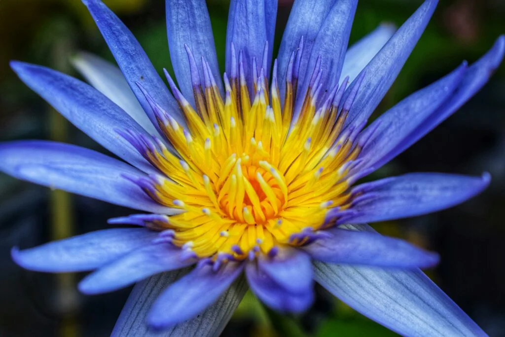 Blue Lotus Flower
