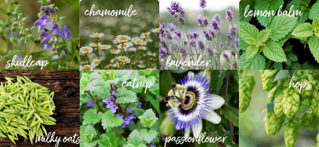 common nervines: Skullcap, chamomile, lavender, lemon balm, milky oat tops, catnip, passionflower, and hops